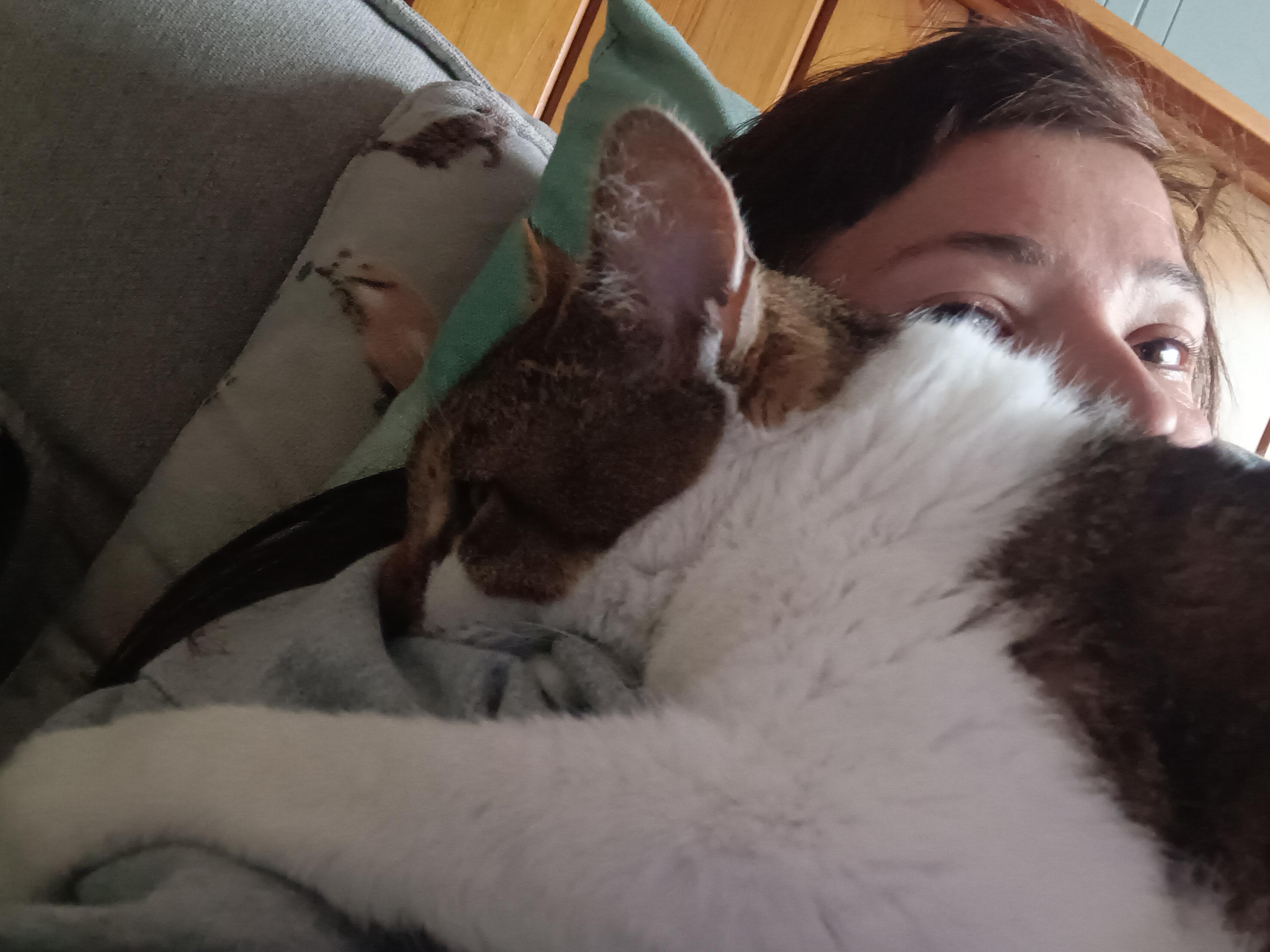 Enlarge Mackie Lap cat needs a foster!, a Adoptable Domestic Short Hair in Watchung, NJ image 2/4