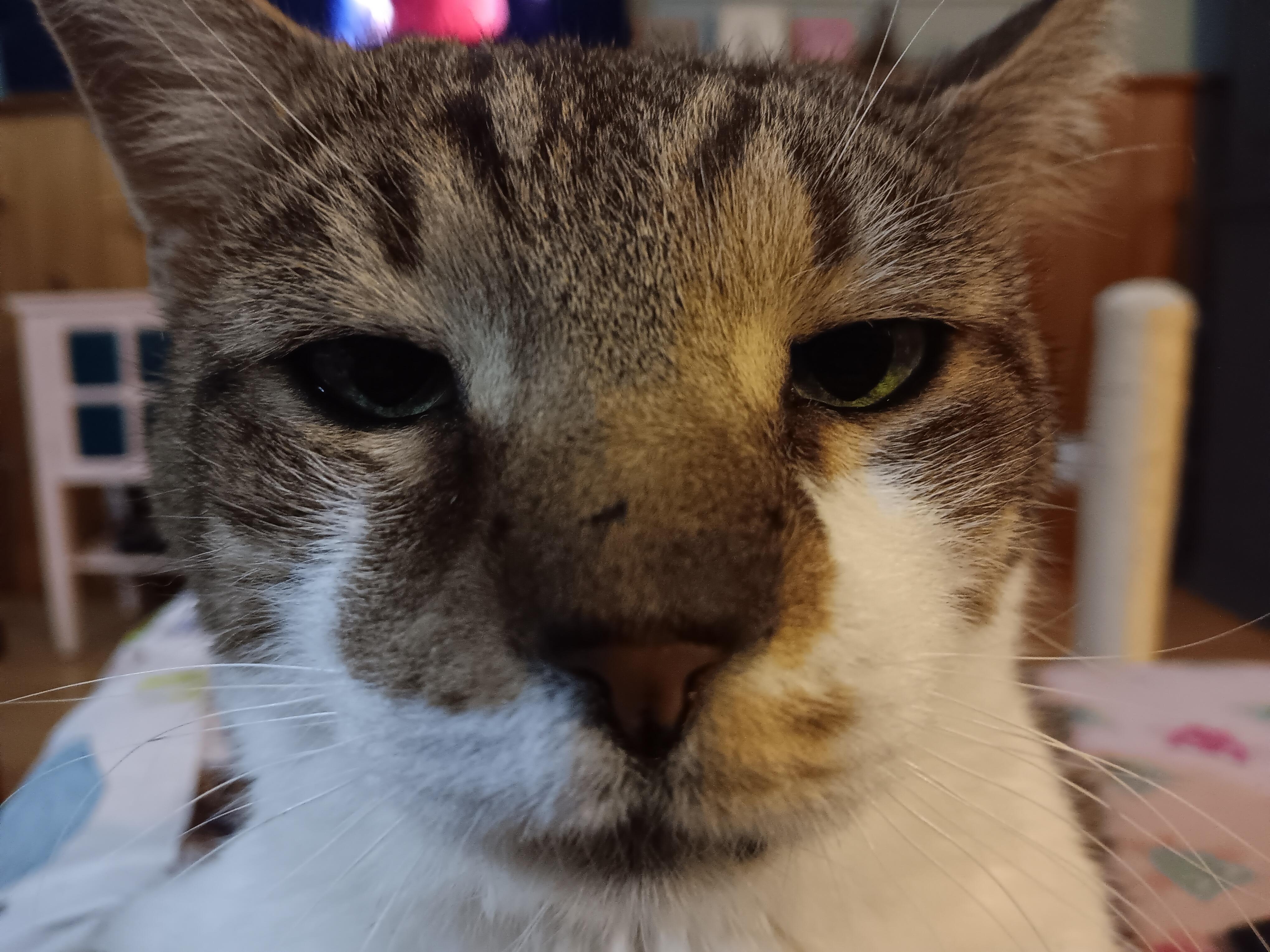 Enlarge Mackie Lap cat needs a foster!, a Adoptable Domestic Short Hair in Watchung, NJ image 1/4