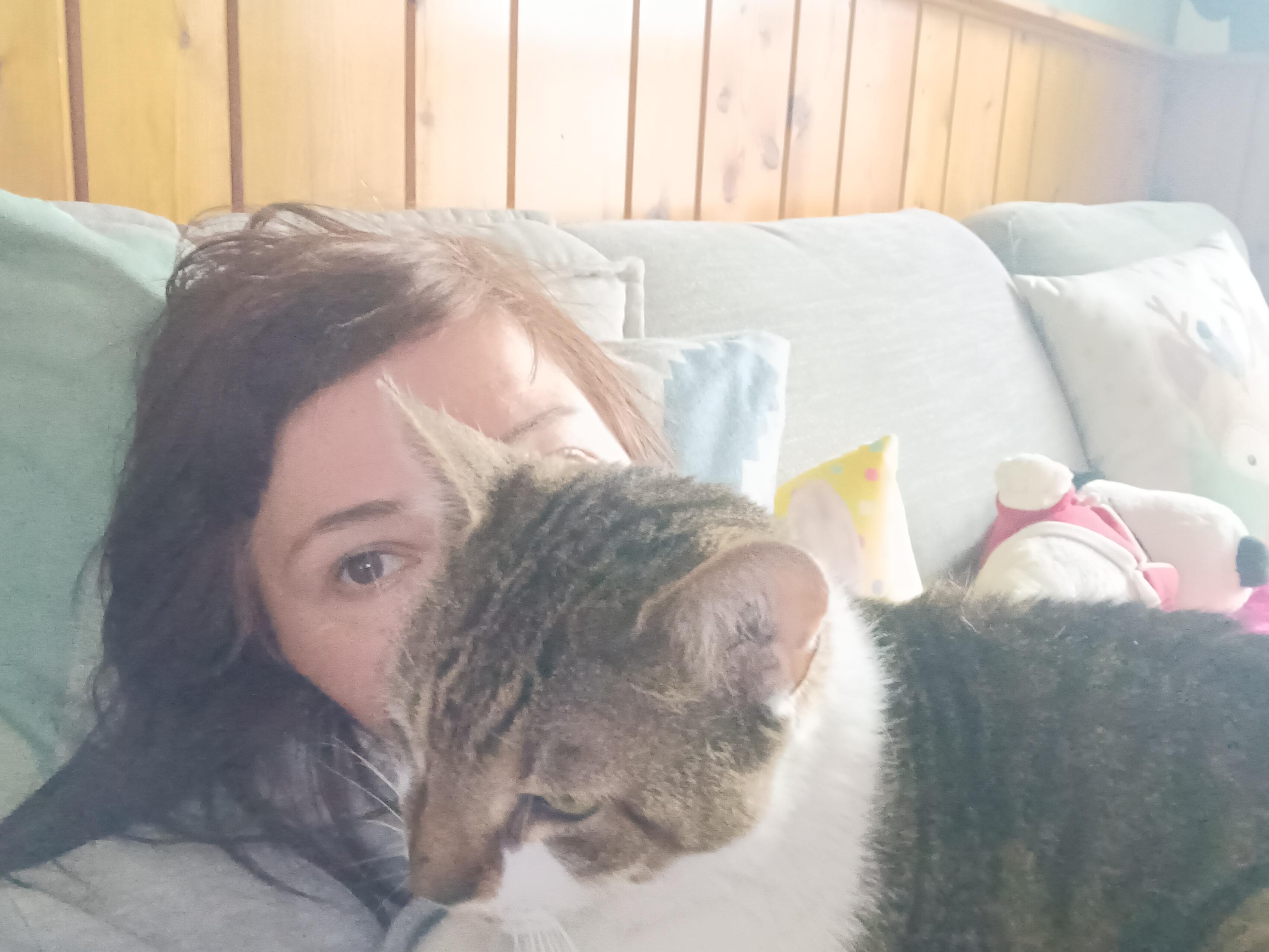 Enlarge Mackie Lap cat needs a foster!, a Adoptable Domestic Short Hair in Watchung, NJ image 3/4