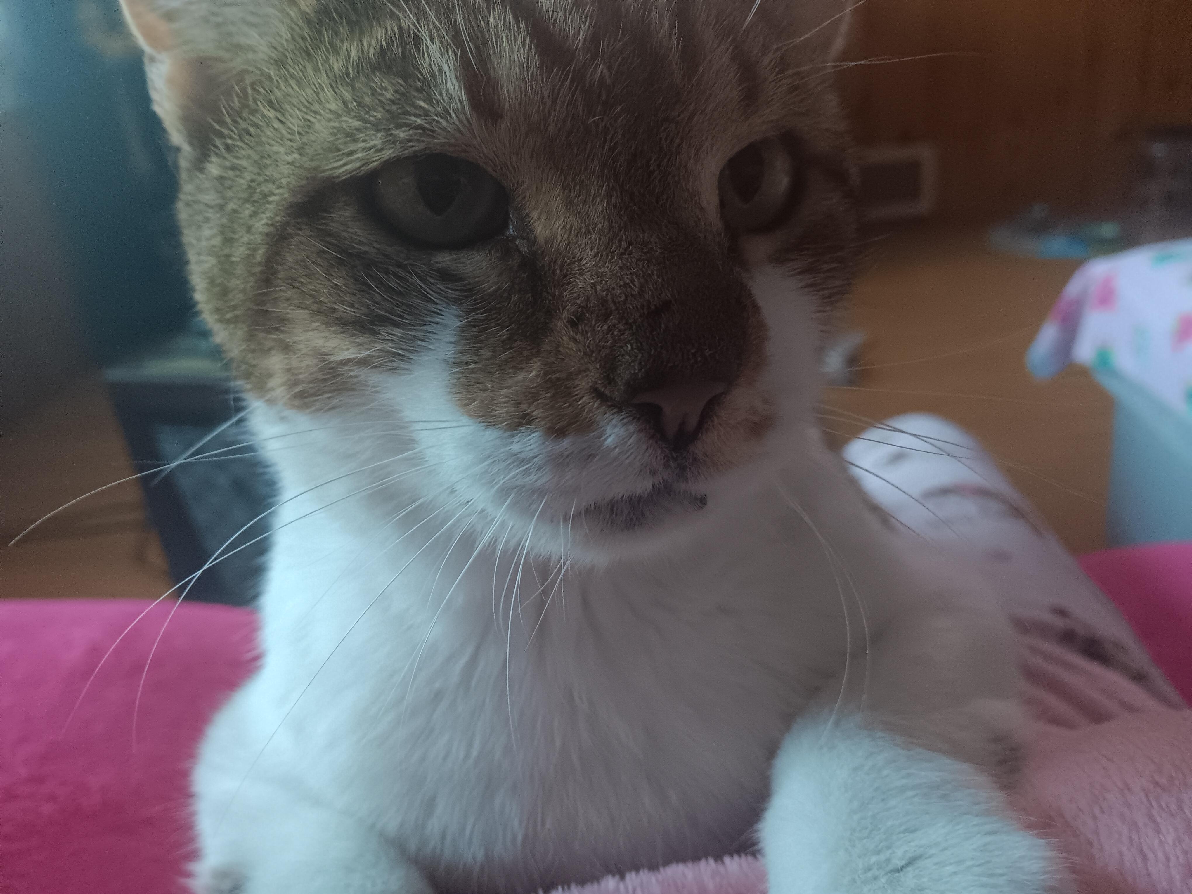 Enlarge Mackie Lap cat needs a foster!, a Adoptable Domestic Short Hair in Watchung, NJ image 4/4