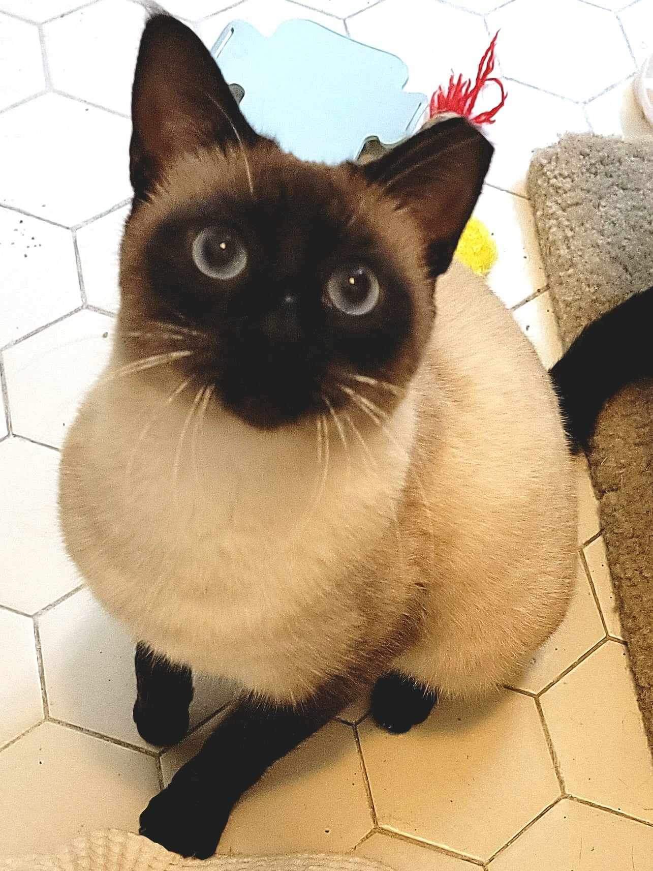 Enlarge Milo, a Adopted Siamese in Mount Juliet, TN image 1/4