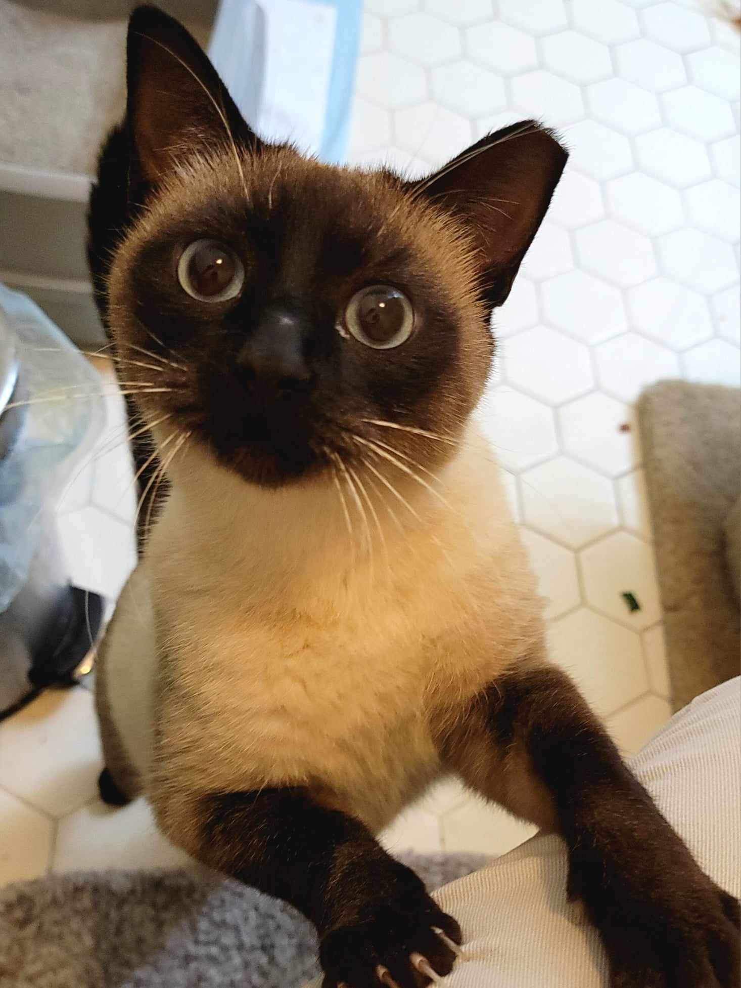 Enlarge Milo, a Adopted Siamese in Mount Juliet, TN image 2/4