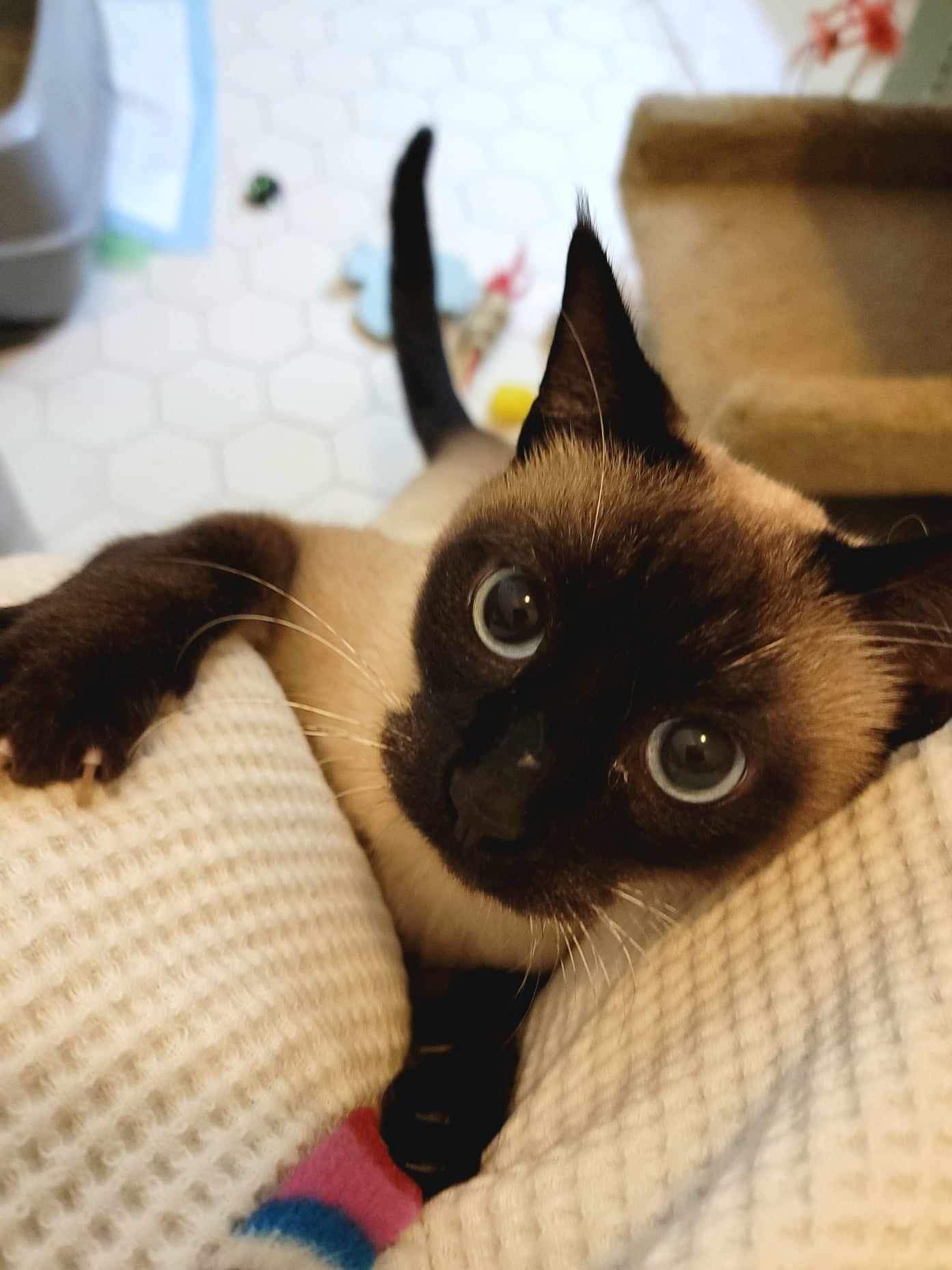 Enlarge Milo, a Adopted Siamese in Mount Juliet, TN image 3/4