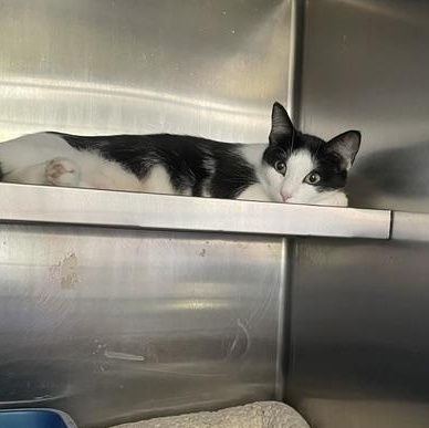 Princess, ADOPTABLE, Young Female Domestic Short Hair.