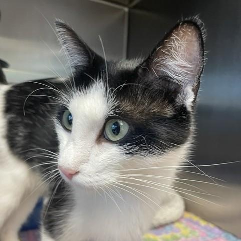 Princess, a ADOPTABLE Domestic Short Hair in Attleboro, MA image 2/3