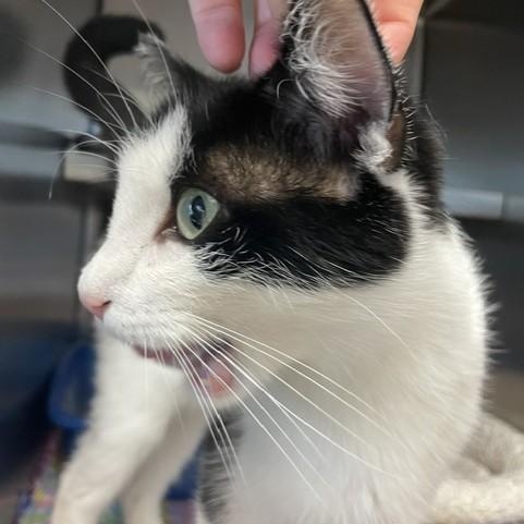 Princess, a ADOPTABLE Domestic Short Hair in Attleboro, MA image 3/3