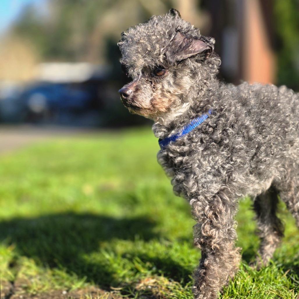 Dugan, Adoptable, Adult Male Poodle.