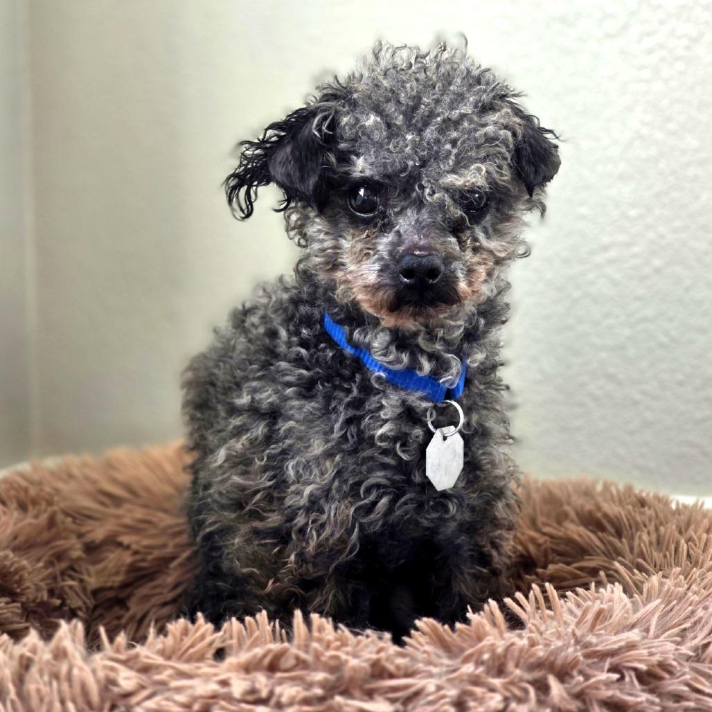 Enlarge Dugan, a Adoptable mixed breed in Woodinville, WA image 3/4