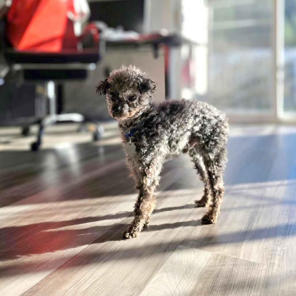 Enlarge Dugan, a Adoptable mixed breed in Woodinville, WA image 4/4