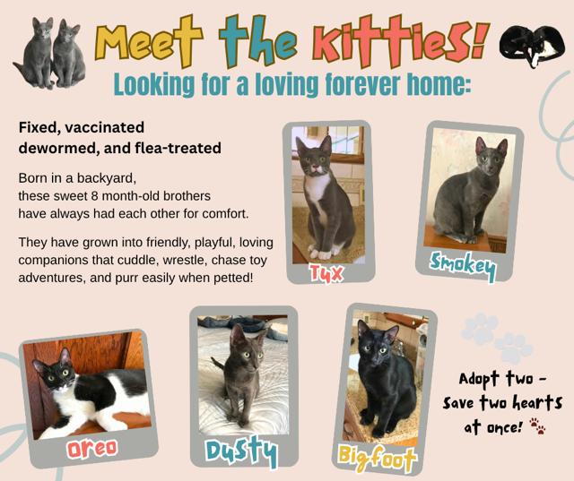 Enlarge Dusty, a Adoptable Domestic Short Hair in Long Beach, CA image 2/3