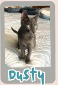 Dusty, Adoptable, Young Male Domestic Short Hair.