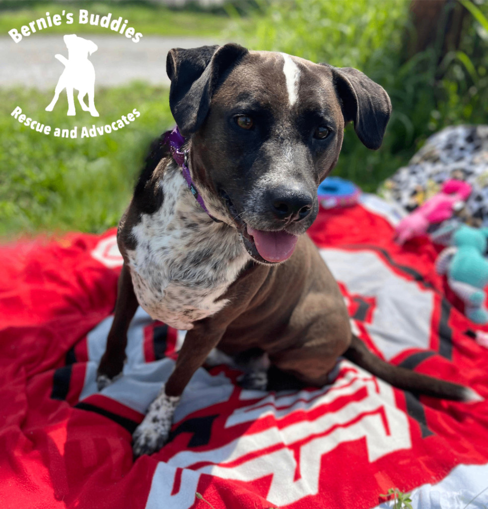 De La Cruz , a Adoptable mixed breed in Huntington, WV image 1/6