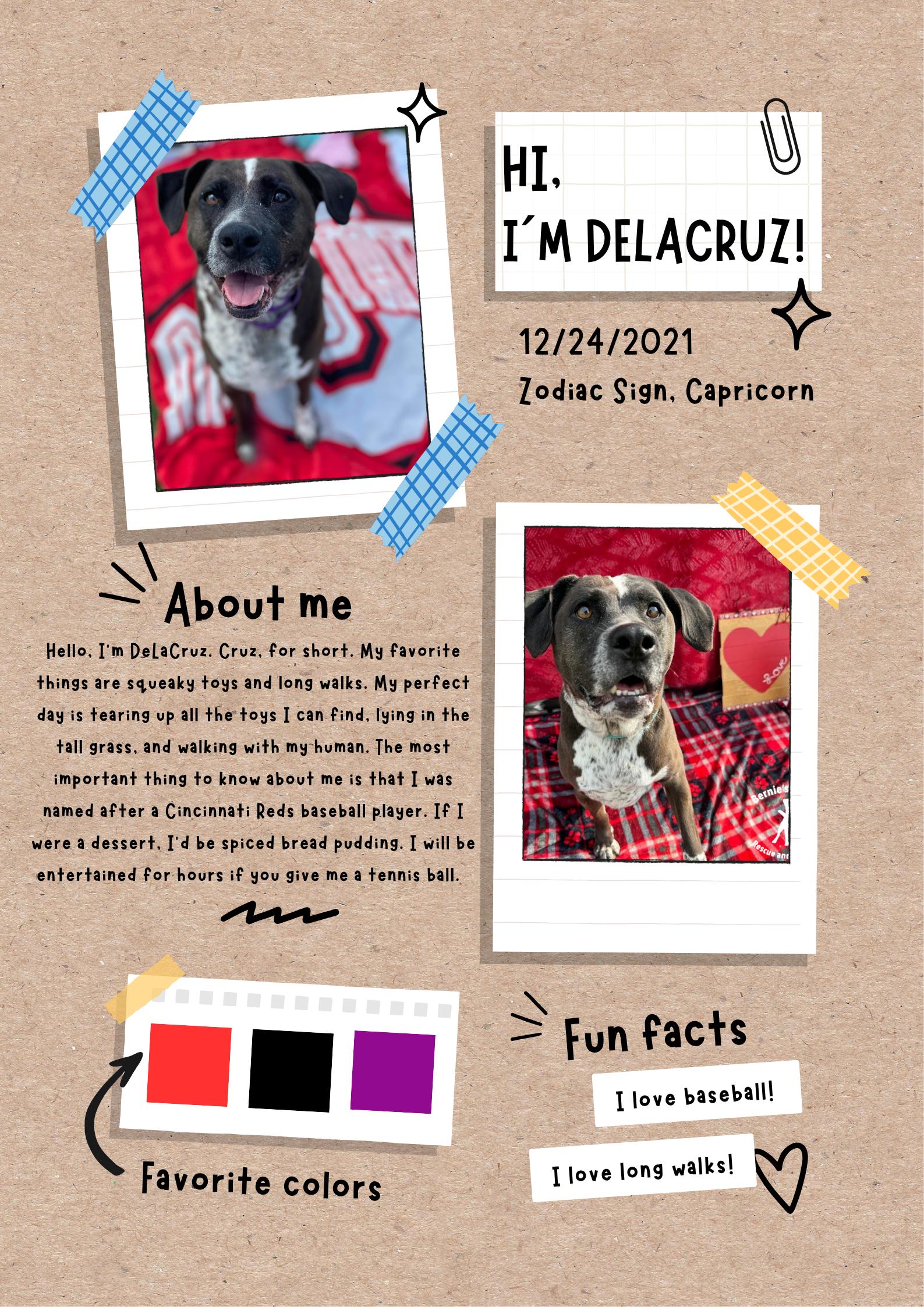DeLaCruz , Adoptable, Adult Male Chocolate Labrador Retriever & Hound.