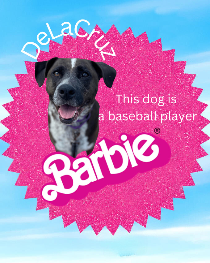 De La Cruz , Adoptable, Adult Male Chocolate Labrador Retriever & Hound.