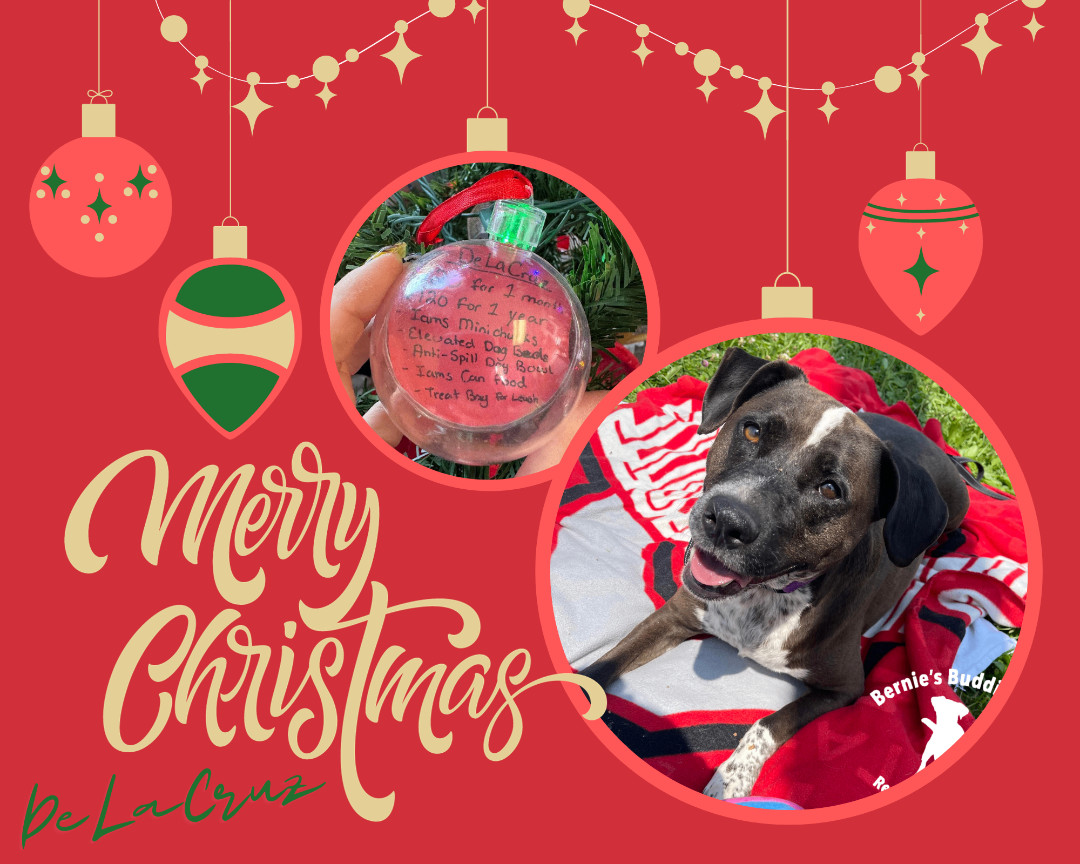 De La Cruz , a Adoptable mixed breed in Huntington, WV image 3/6