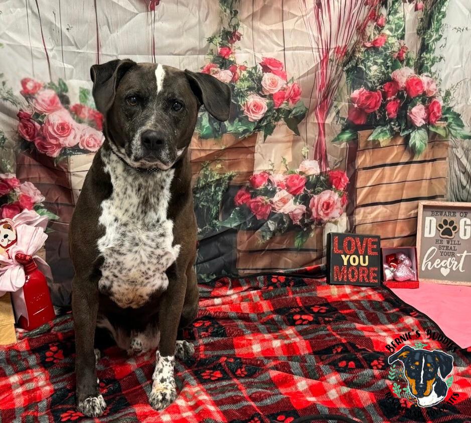 DeLaCruz , a Adoptable mixed breed in Huntington, WV image 6/6