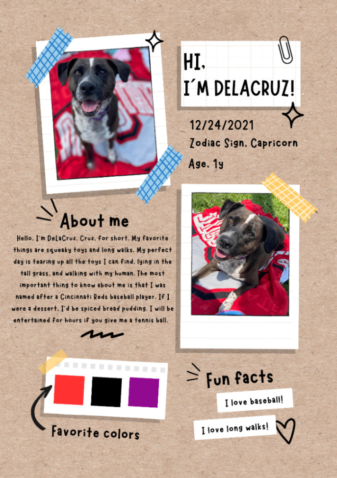 De La Cruz , a Adoptable mixed breed in Huntington, WV image 4/6