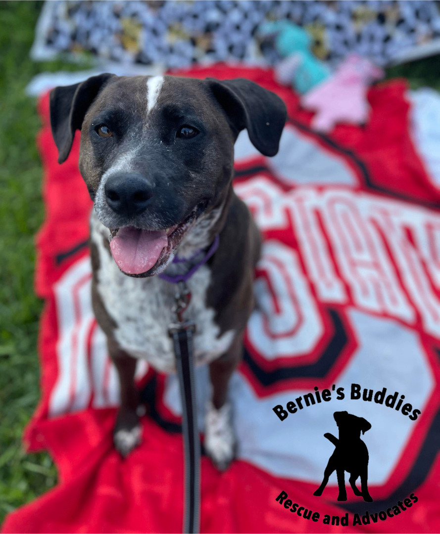 De La Cruz , a Adoptable mixed breed in Huntington, WV image 5/6