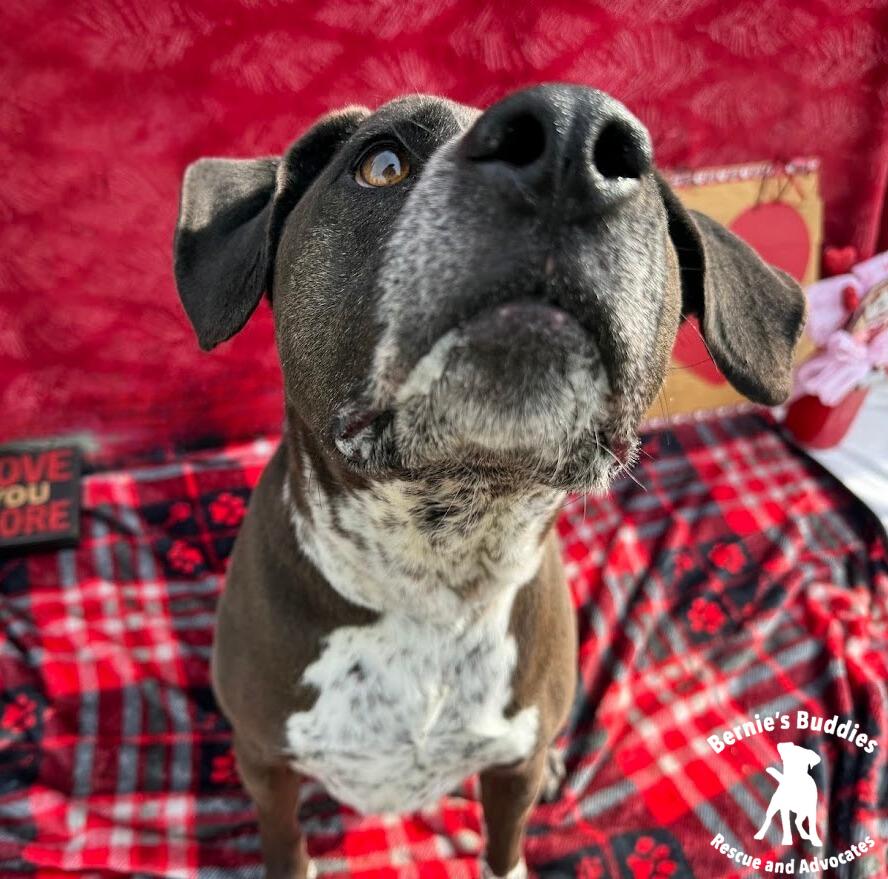 DeLaCruz , a Adoptable mixed breed in Huntington, WV image 5/6