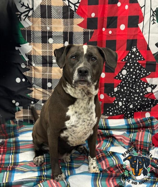 DeLaCruz , a Adoptable mixed breed in Huntington, WV image 4/6