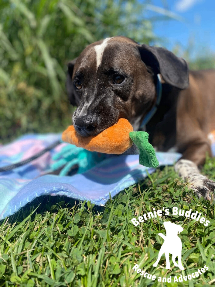 De La Cruz thumbnail 6