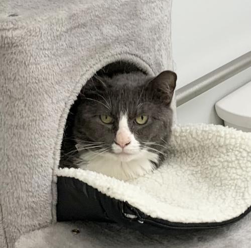 Lawrence, Adoptable, Adult Male Domestic Short Hair.