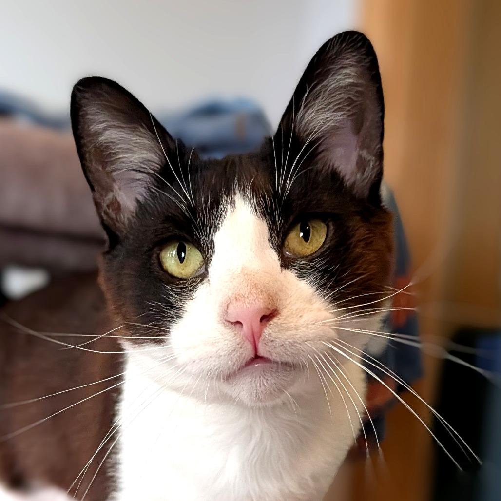 Dapper, a Adoptable Domestic Short Hair in Long Beach, CA image 1/6