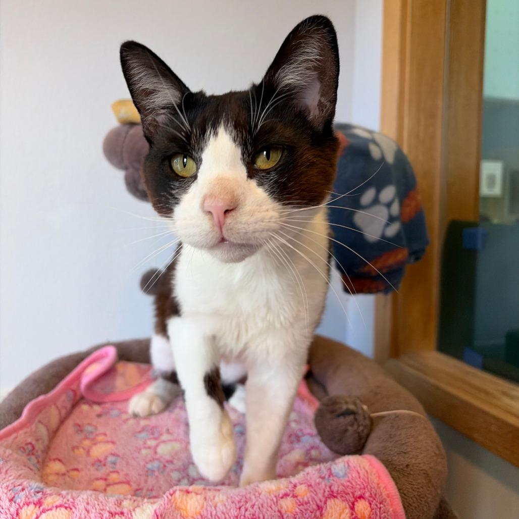 Dapper, a Adoptable Domestic Short Hair in Long Beach, CA image 2/6