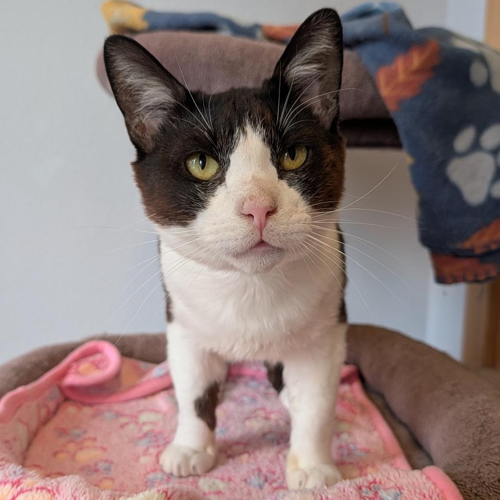 Dapper, a Adoptable Domestic Short Hair in Long Beach, CA image 3/6