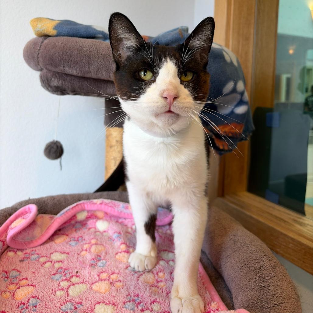 Dapper, a Adoptable Domestic Short Hair in Long Beach, CA image 4/6