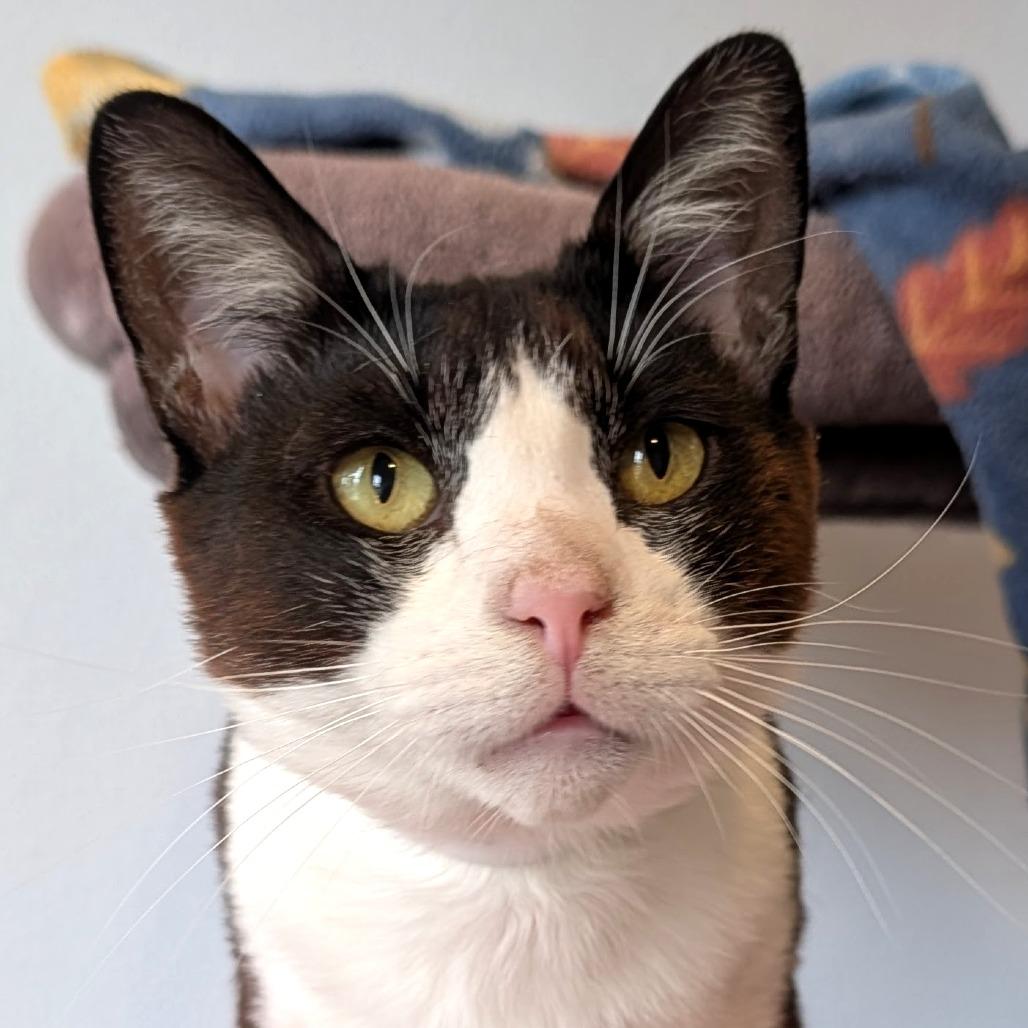 Dapper, a Adoptable Domestic Short Hair in Long Beach, CA image 5/6