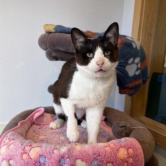 Dapper, a Adoptable Domestic Short Hair in Long Beach, CA image 6/6