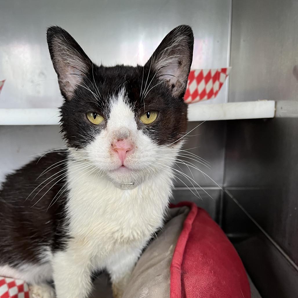 Dapper, Adoptable, Adult Male Domestic Short Hair.