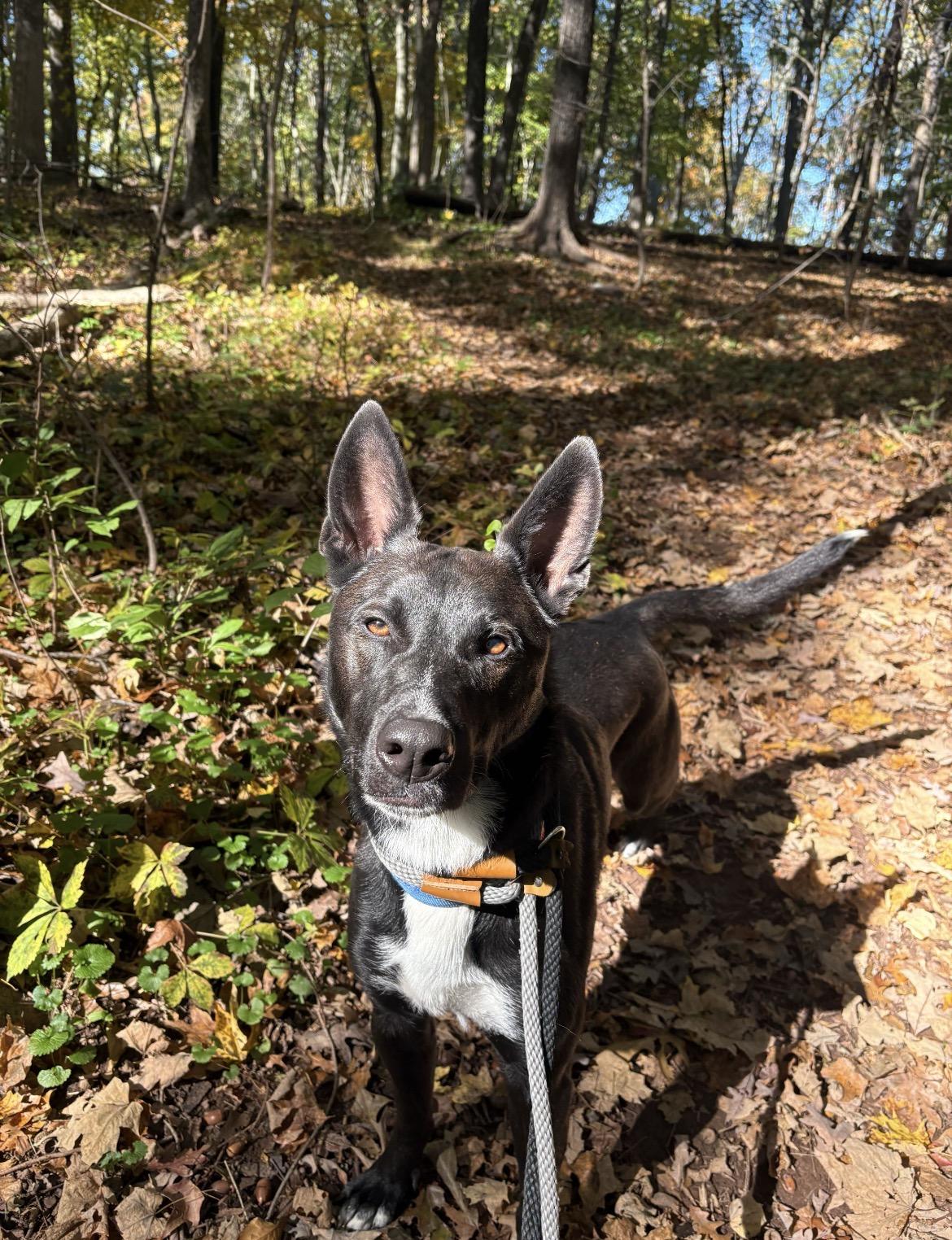 Nemo, Adoptable, Young Male German Shepherd Dog.