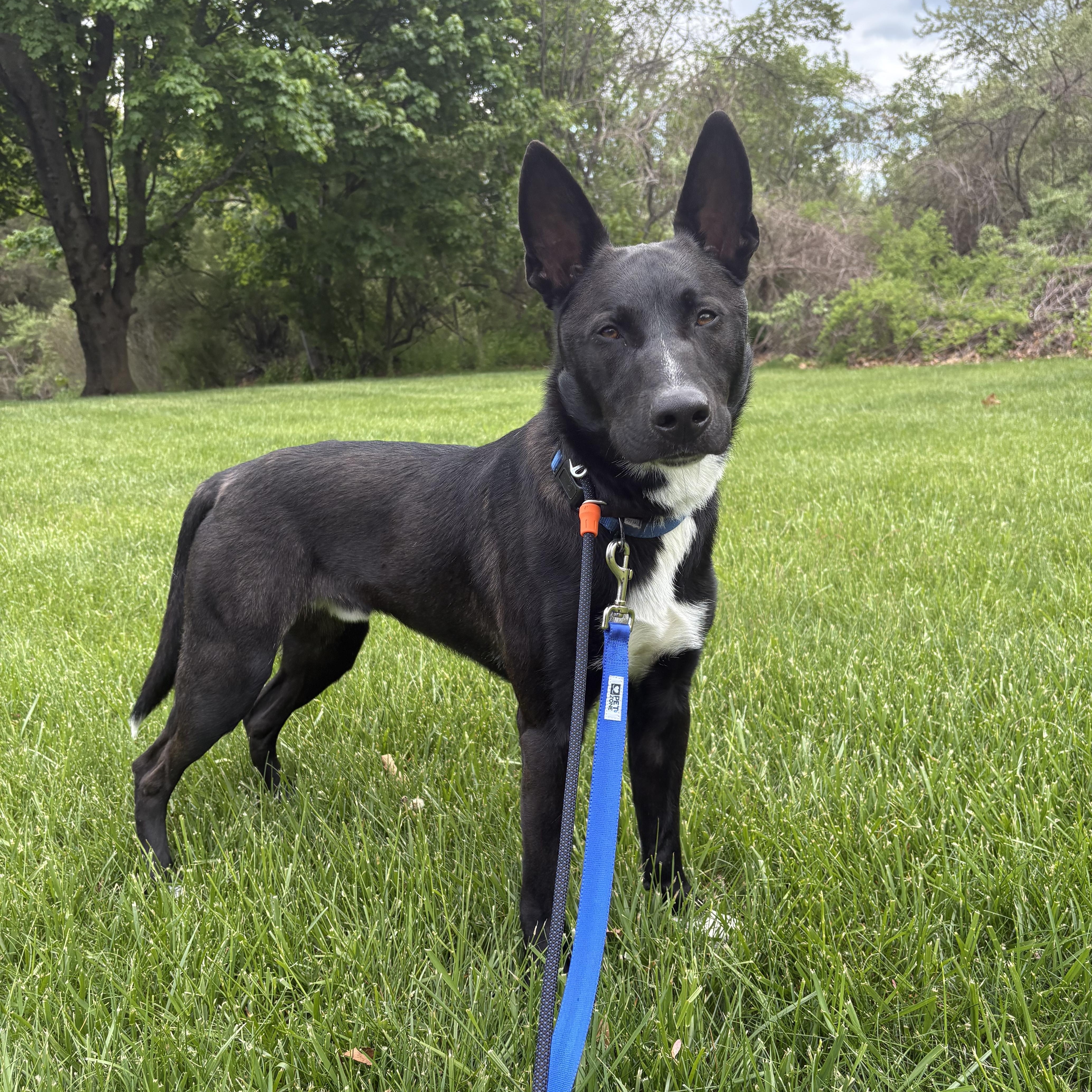 Nemo, Adoptable, Young Male German Shepherd Dog.