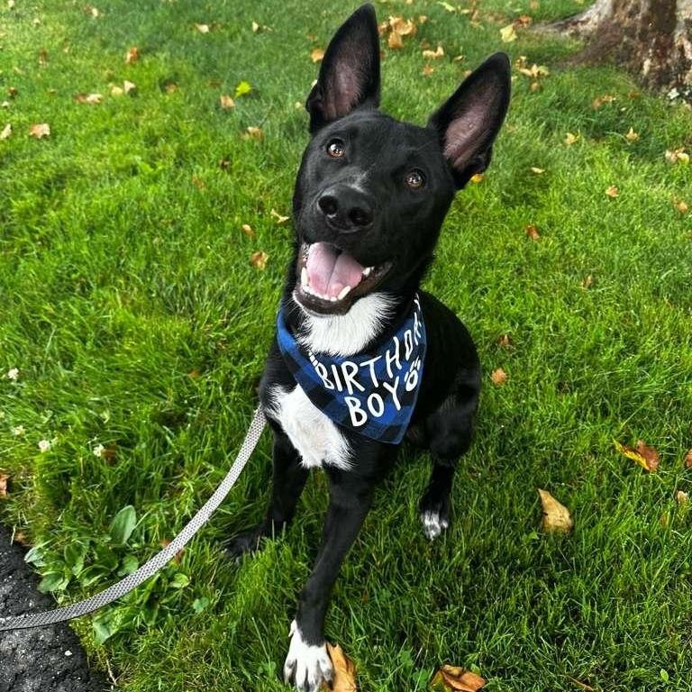 Nemo, a Adoptable mixed breed in North Haven, CT image 5/6