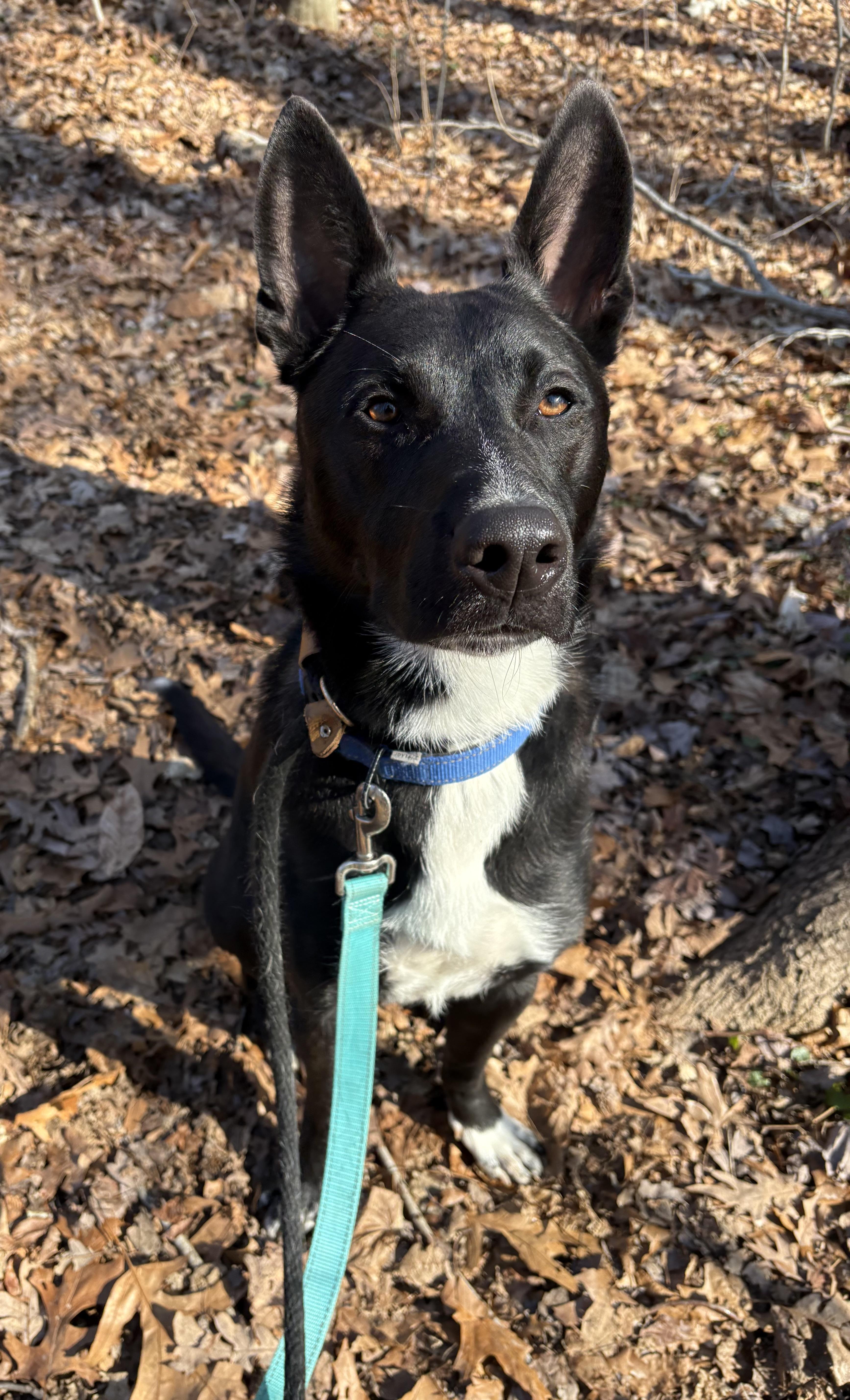 Nemo, a Adoptable mixed breed in North Haven, CT image 2/6