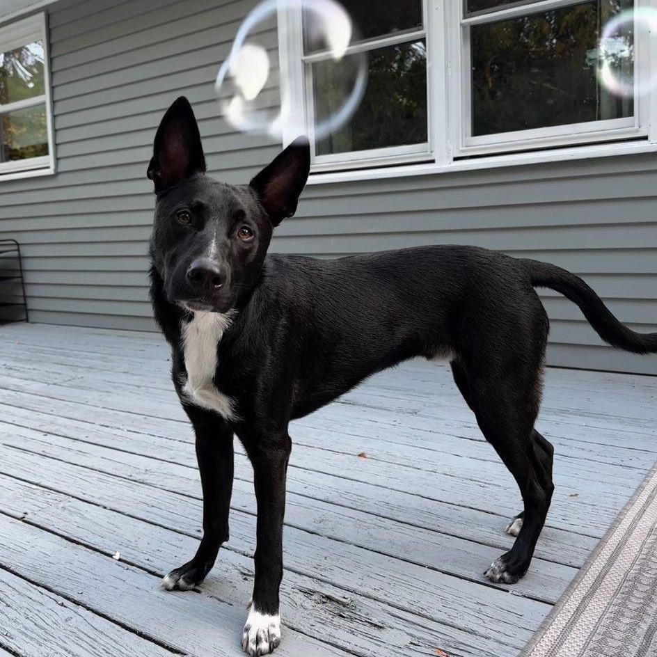 Nemo, a Adoptable mixed breed in North Haven, CT image 6/6