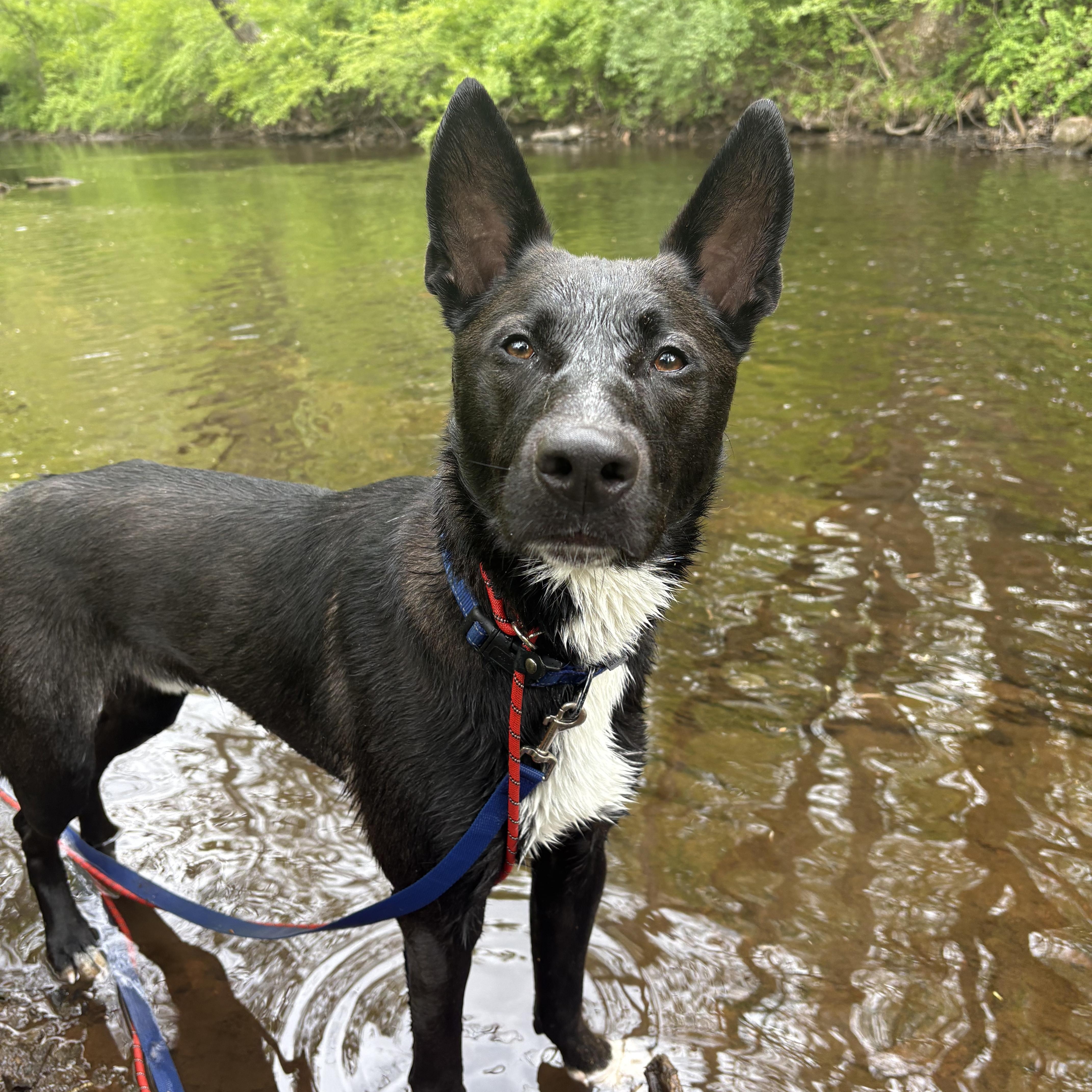 Nemo, a Adoptable mixed breed in North Haven, CT image 4/6