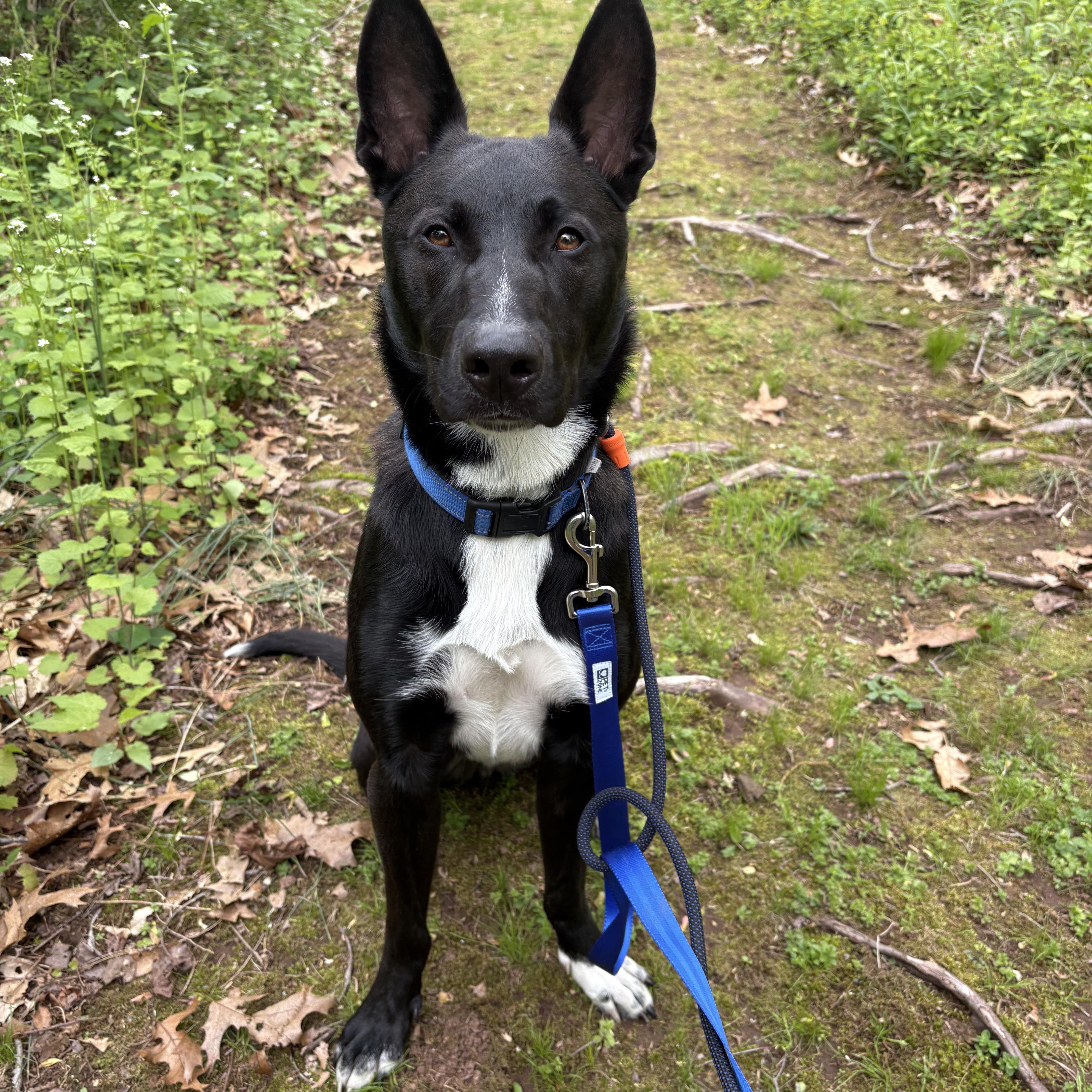 Nemo, a Adoptable mixed breed in North Haven, CT image 3/6