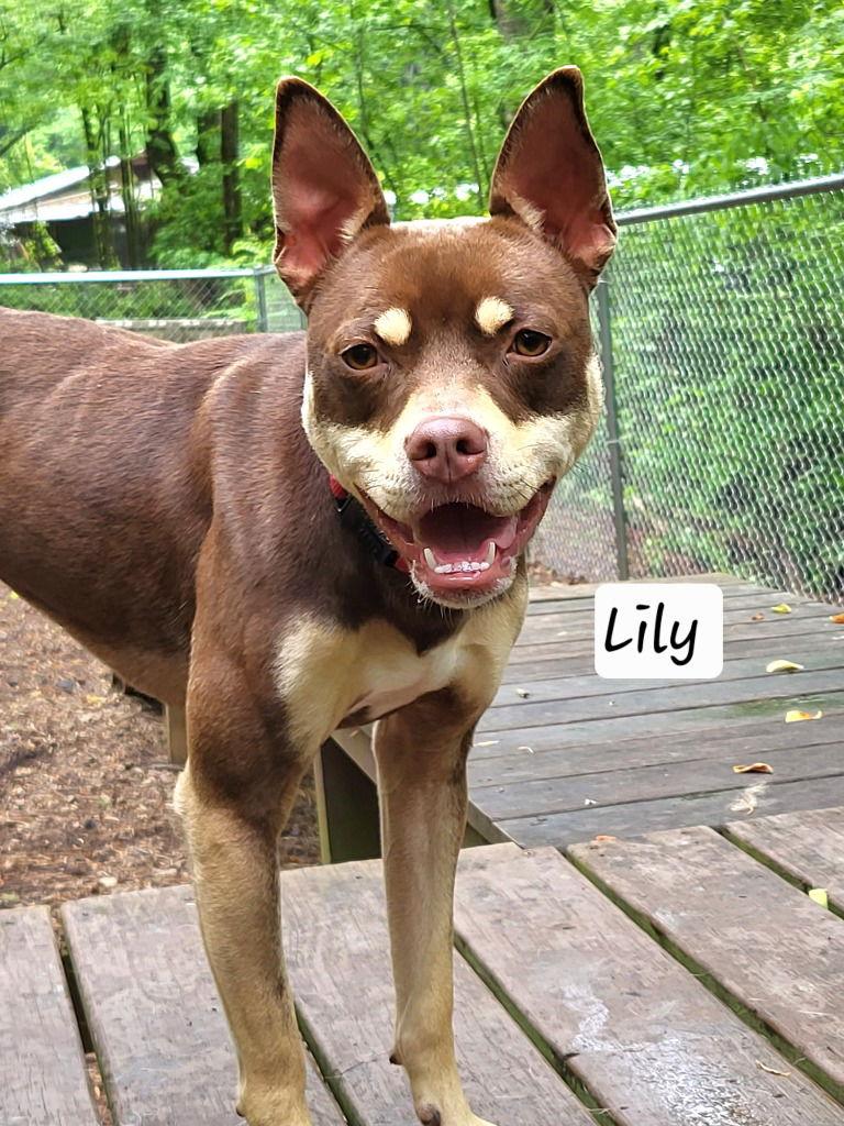 Della / Lily, Adoptable, Adult Female Terrier & Terrier.