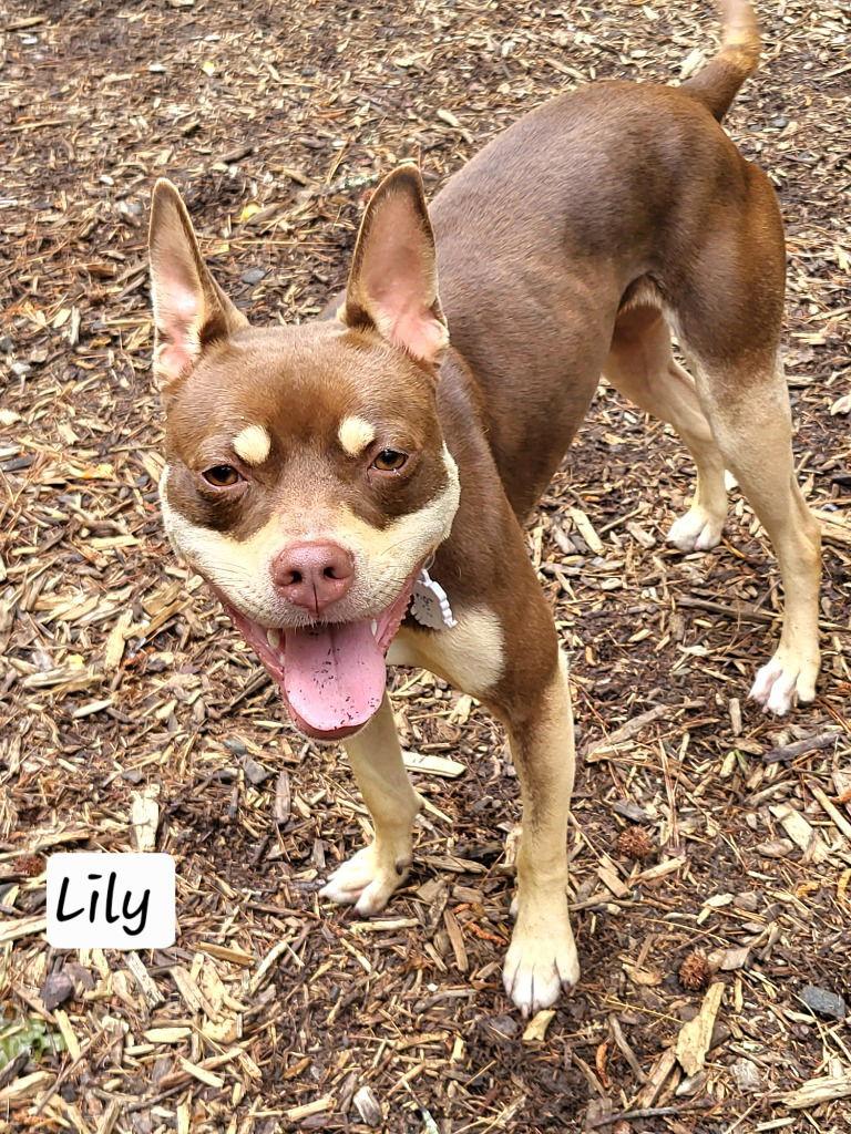 Della / Lily, a Adoptable mixed breed in Ellijay, GA image 2/3