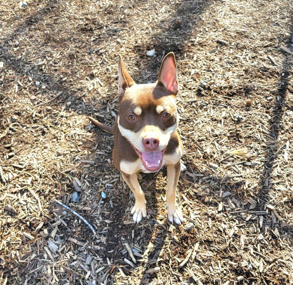 Della / Lily, a Adoptable mixed breed in Ellijay, GA image 3/3