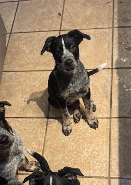 Enlarge GRANT, a Adoptable Australian Cattle Dog / Blue Heeler in Sebec, ME image 3/3