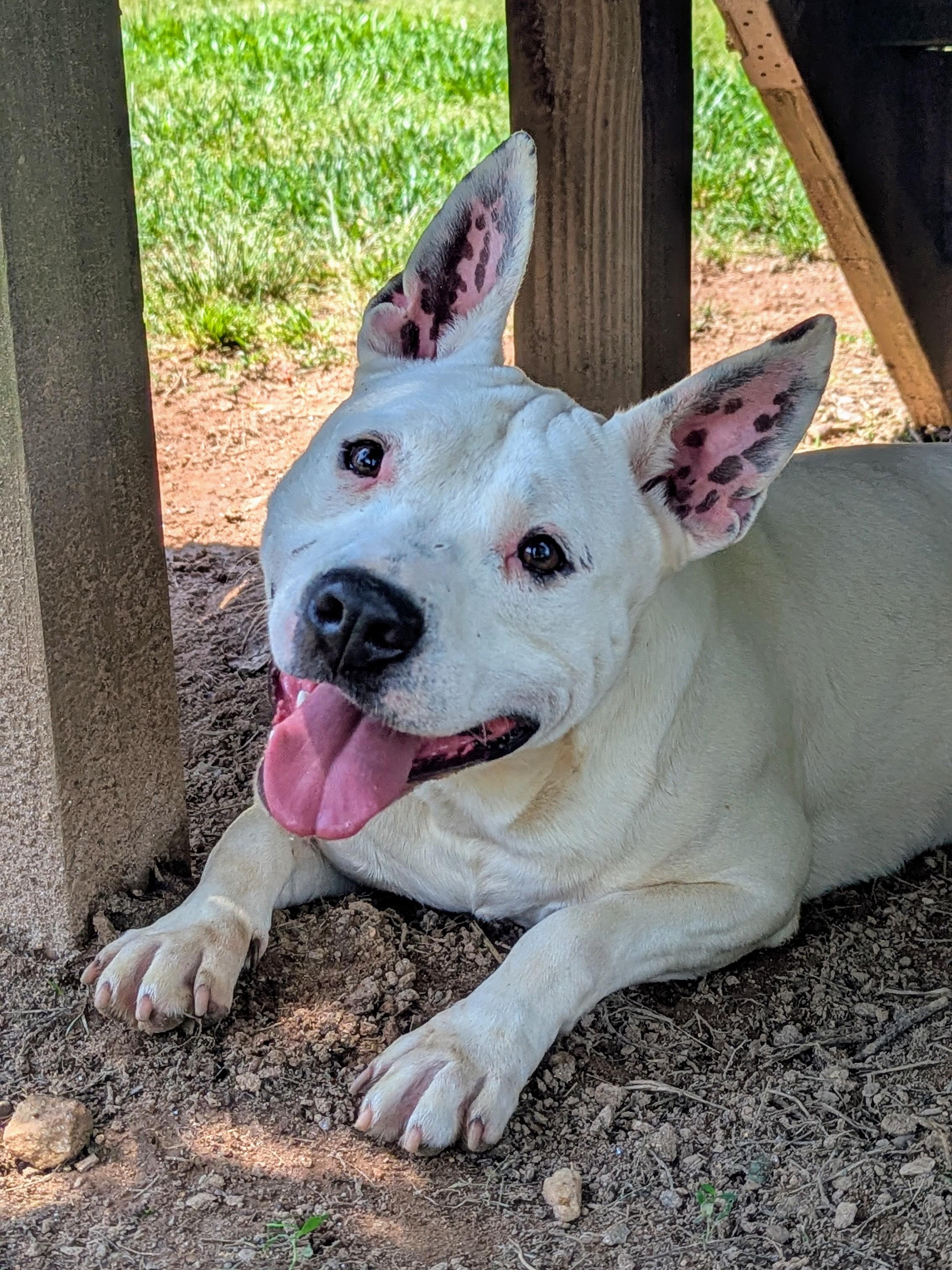 Scout, Adoptable, Young Female Boston Terrier & Jack Russell Terrier.