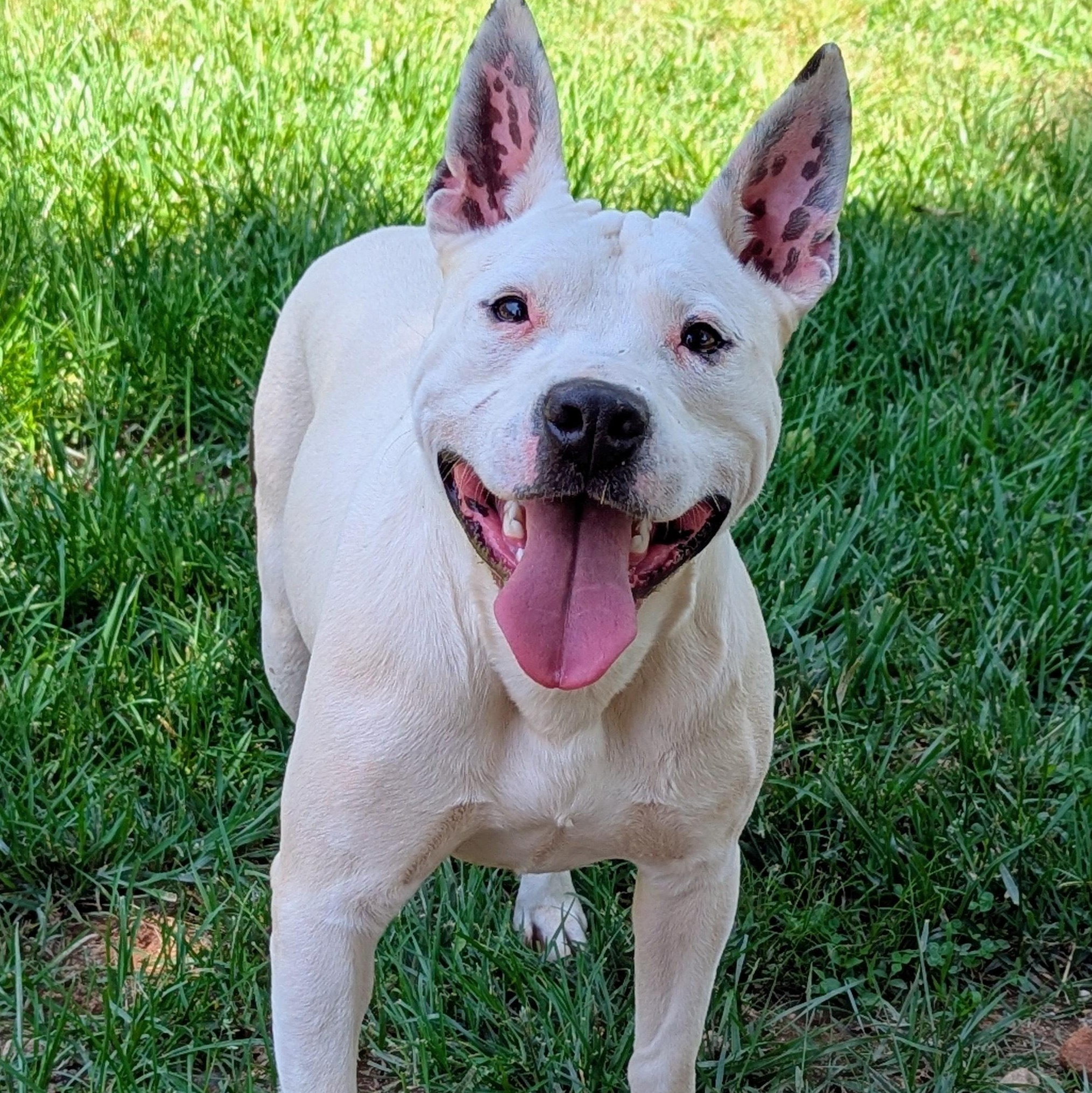 Scout, a Adoptable mixed breed in Sautee Nacoochee, GA image 2/3