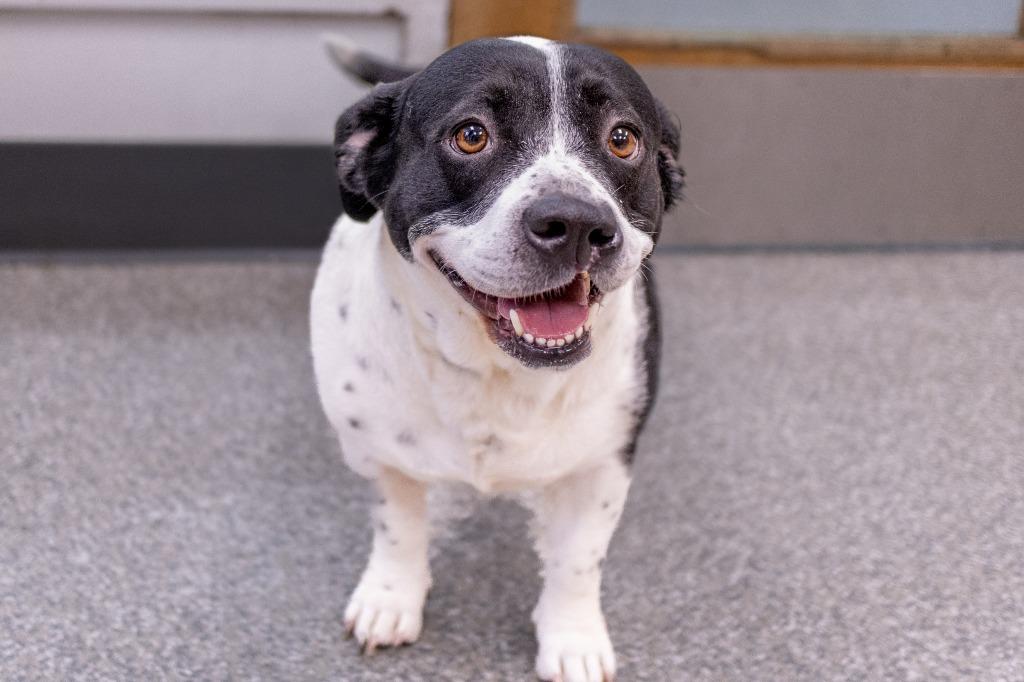 Sassy, Adoptable, Adult Female Basset Hound & Australian Cattle Dog / Blue Heeler.