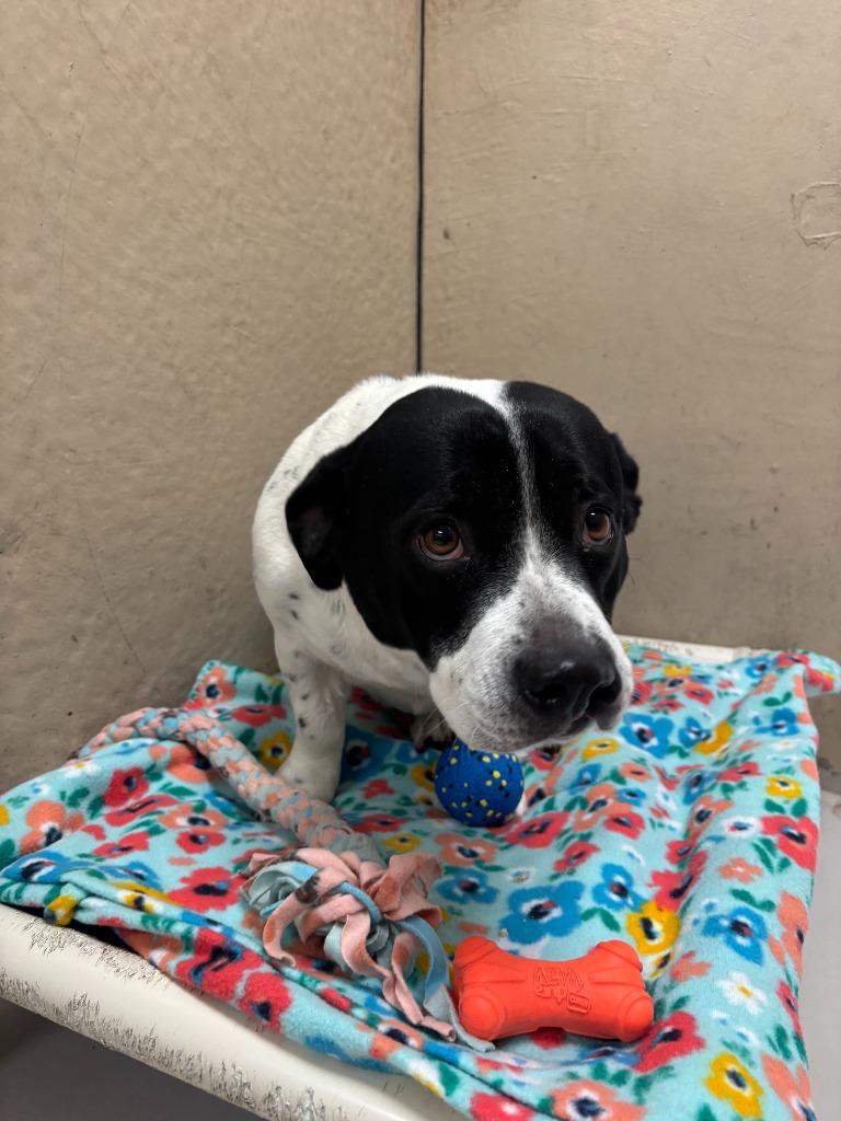 Enlarge Sassy, a Adoptable mixed breed in Findlay, OH image 2/6