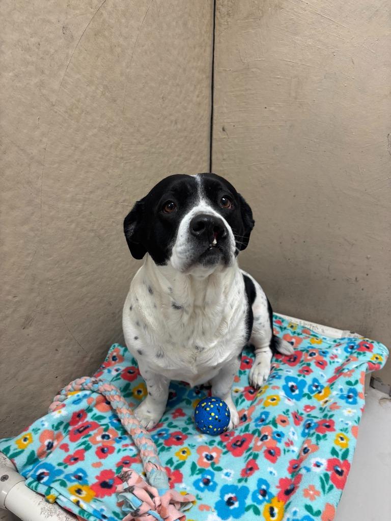 Enlarge Sassy, a Adoptable mixed breed in Findlay, OH image 3/6