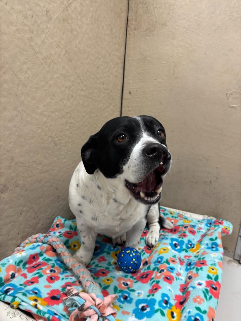 Enlarge Sassy, a Adoptable mixed breed in Findlay, OH image 4/6